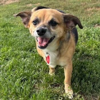 Mixed Breed Dogs Available for Adoption - Tiffany | PetCurious