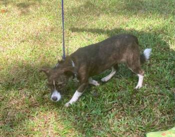 Bethany -  Terrier Dog for Adoption in Bloomfield, Connecticut - Bethany | PetCurious