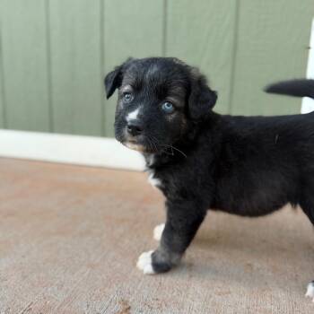 Tango -  Labrador Retriever and Mixed Breed Dog for Adoption in Kanab, Utah - Tango | PetCurious