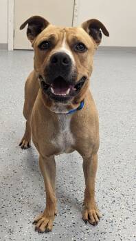 Rescue Pit Bull Terrier and Mixed Breed Dogs for Adoption in Yankton, South Dakota - Johnny | PetCurious