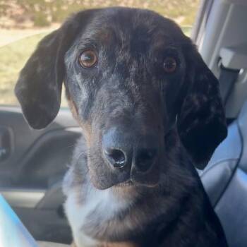 Bluetick Coonhound and Australian Shepherd Dogs Available for Adoption in Kim, Colorado - Bleu | PetCurious