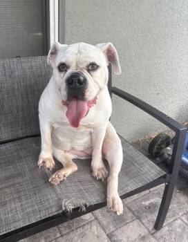Khloe -  English Bulldog Dog for Adoption in Sanford, Florida - Khloe | PetCurious