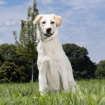 Cher -  Mixed Breed Dog for Adoption in Franklin, Tennessee - Cher | PetCurious