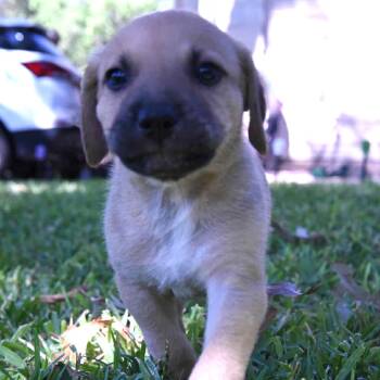 Rescue Shepherd and Labrador Retriever Dogs for Adoption in Bastrop, Texas - Lyric 25-08-138 | PetCurious