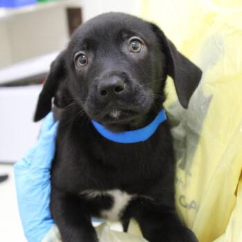 Alps -  Mixed Breed Dog for Adoption in Auburn, Alabama - Alps | PetCurious