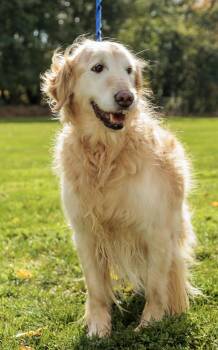 Rescue Golden Retriever Dogs for Adoption in Chester Springs, Pennsylvania - Charlize | PetCurious