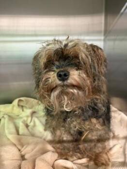 AMBER - ADOPTED -  Yorkshire Terrier and Mixed Breed Dog for Adoption in Atlanta, Georgia - AMBER - ADOPTED | PetCurious