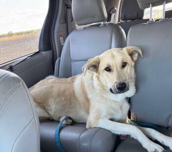 Rescue Shepherd Dogs for Adoption in Stoughton, Wisconsin - Barker | PetCurious