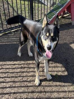 German Shepherd Dog Dogs Available for Adoption - PICKLES | PetCurious