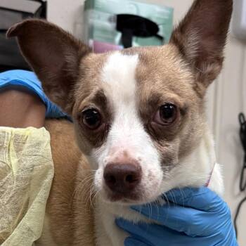 Sprinkles -  Chihuahua Dog for Adoption in Lakeland, Florida - Sprinkles | PetCurious