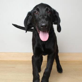 Black Labrador Retriever and Mixed Breed Dogs Available for Adoption in Minnetonka, Minnesota - Chevy D69190 | PetCurious