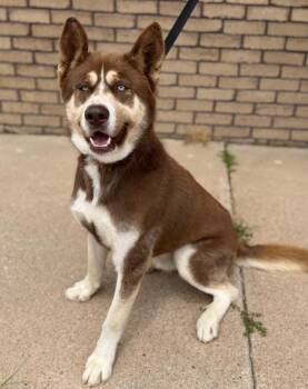Fat Mike -  Siberian Husky Dog for Adoption in Columbus, Nebraska - Fat Mike | PetCurious