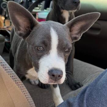Labrador Retriever and Mixed Breed Dogs Available for Adoption in Marshall, Texas - Cake | PetCurious