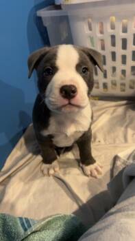 Rescue Mixed Breed Dogs for Adoption in Dekalb, Illinois - Echo | PetCurious