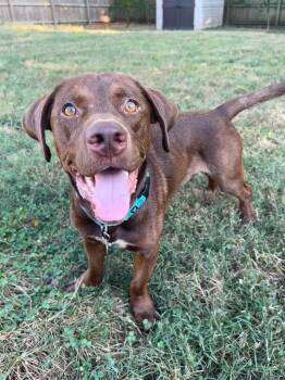 Stirling -  Chocolate Labrador Retriever Dog for Adoption in Franklin, Tennessee - Stirling | PetCurious