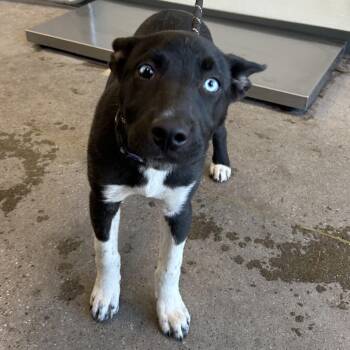Mixed Breed Dogs Available for Adoption - Indy | PetCurious