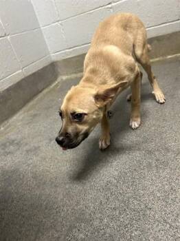 Pit Bull Terrier and Mixed Breed Dogs Available for Adoption - ANNA | PetCurious