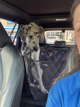 Clyde -  Great Dane Dog for Adoption in Wake Forest, North Carolina - Clyde | PetCurious