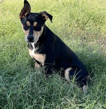 Shepherd Dogs Available for Adoption - Hank | PetCurious