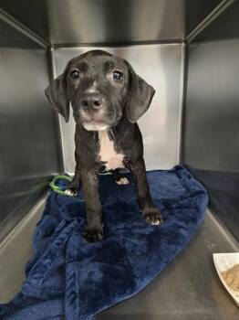 DEBBIE -  Labrador Retriever and Mixed Breed Dog for Adoption in Tallahassee, Florida - DEBBIE | PetCurious
