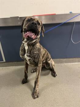 ATHENA -  Mastiff Dog for Adoption in Doral, Florida - ATHENA | PetCurious