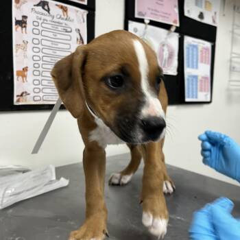 Frankie -  English Bulldog and Mixed Breed Dog for Adoption in Parrish, Alabama - Frankie | PetCurious