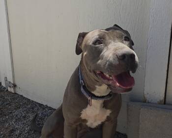 Paris -  Pit Bull Terrier Dog for Adoption in Bernalillo, New Mexico - Paris | PetCurious