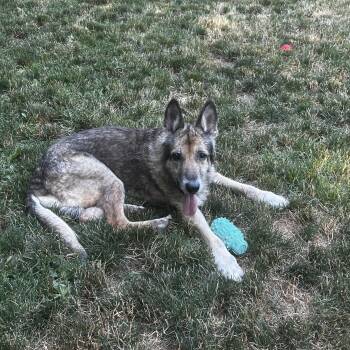 Alaska -  German Shepherd Dog Dog for Adoption - Alaska | PetCurious