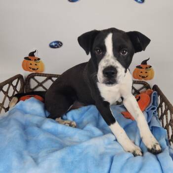 Gretel -  Terrier Dog for Adoption in Fort Wayne, Indiana - Gretel | PetCurious