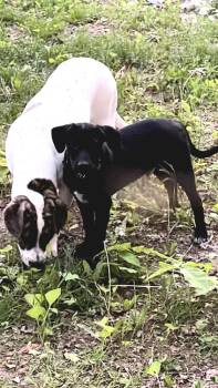 Mixed Breed Dogs Available for Adoption in Dorr, Michigan - Diesel | PetCurious