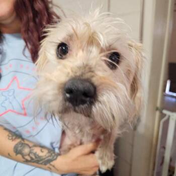 Schnauzer and Mixed Breed Dogs Available for Adoption - Bear | PetCurious