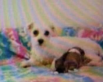 Mae -  Poodle Dog for Adoption in Washington, District Of Columbia - Mae | PetCurious