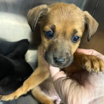 Mixed Breed Dogs Available for Adoption - Mayzie | PetCurious