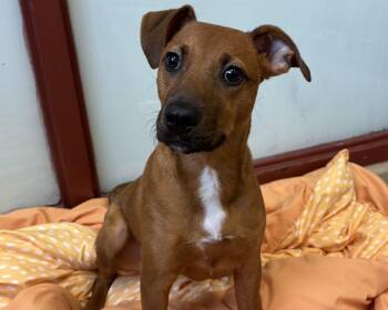 Paris -  Mixed Breed Dog for Adoption in Raleigh, North Carolina - Paris | PetCurious