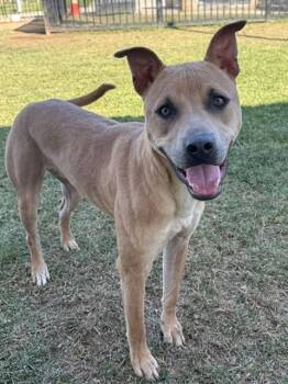 Pit Bull Terrier and Mixed Breed Dogs Available for Adoption in Riverside, California - TRAVIESO | PetCurious