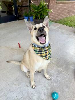 Rescue German Shepherd Dog Dogs for Adoption in Angleton, Texas - Chestnut | PetCurious
