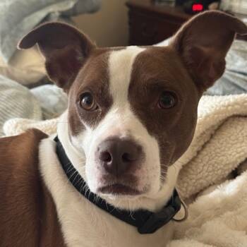 Rescue Pit Bull Terrier Dogs for Adoption in Dallas, Texas - Kia | PetCurious