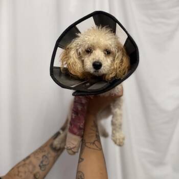 Minnie Winnie -  Poodle Dog for Adoption in Northbrook, Illinois - Minnie Winnie | PetCurious