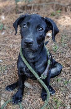 Rescue Labrador Retriever Dogs for Adoption in Heber Springs, Arkansas - Nina | PetCurious