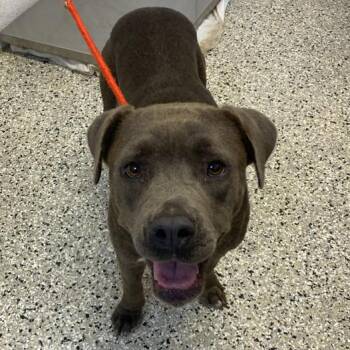 Angel -  American Staffordshire Terrier and Mixed Breed Dog for Adoption in Hattiesburg, Mississippi - Angel | PetCurious