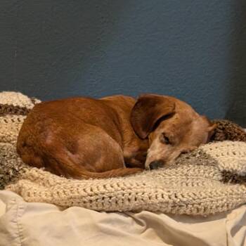Moses -  Dachshund Dog for Adoption in San Antonio, Texas - Moses | PetCurious
