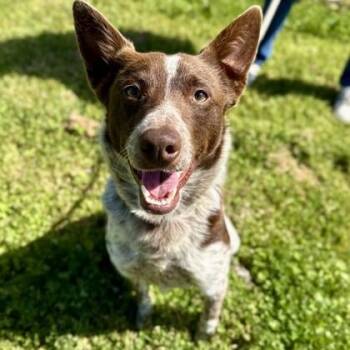 Australian Cattle Dog Blue Heeler Dogs Available for Adoption in Roseburg, Oregon - Curry  | PetCurious