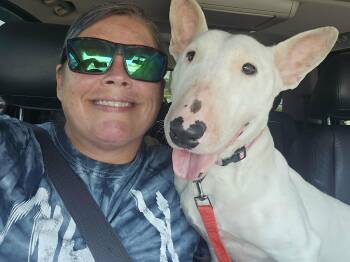 26-040 Aubrey -  Bull Terrier Dog for Adoption in New York, New York - 26-040 Aubrey | PetCurious