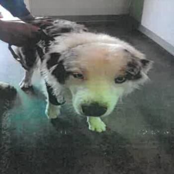 Australian Shepherd Dogs Available for Adoption in Los Angeles, California - Remmy A2273809 | PetCurious