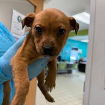 Mixed Breed Dogs Available for Adoption - Hydrangea | PetCurious