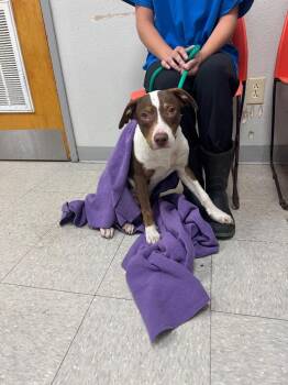 Akeman -  Mixed Breed Dog for Adoption in Sorrento, Louisiana - Akeman | PetCurious