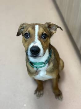 Rescue Beagle Dogs for Adoption in Kennewick, Washington - Maple Bar | PetCurious