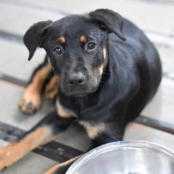 Talia (Victoria Litter) -  Shepherd and Husky Dog for Adoption in Conroe, Texas - Talia (Victoria Litter) | PetCurious