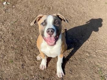 Pit Bull Terrier Dogs Available for Adoption - DAWSON | PetCurious