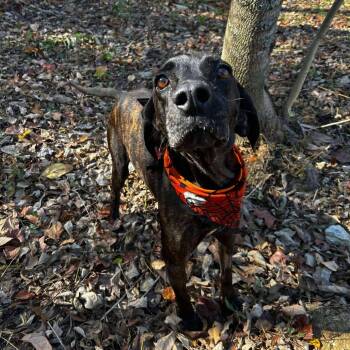 Rescue Plott Hound and Mixed Breed Dogs for Adoption in Milan, Pennsylvania - Neteyam | PetCurious